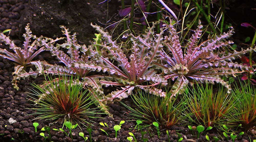 Pogostemon Helferi "Red".