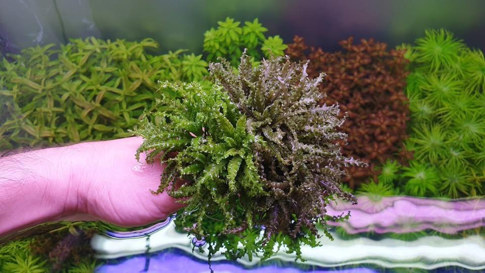 Pogostemon Helferi "Red".