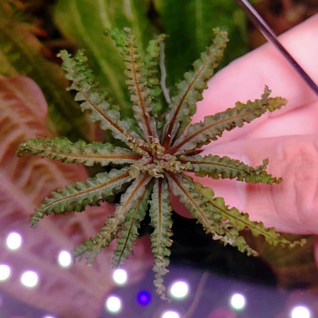 Pogostemon Helferi "Red".