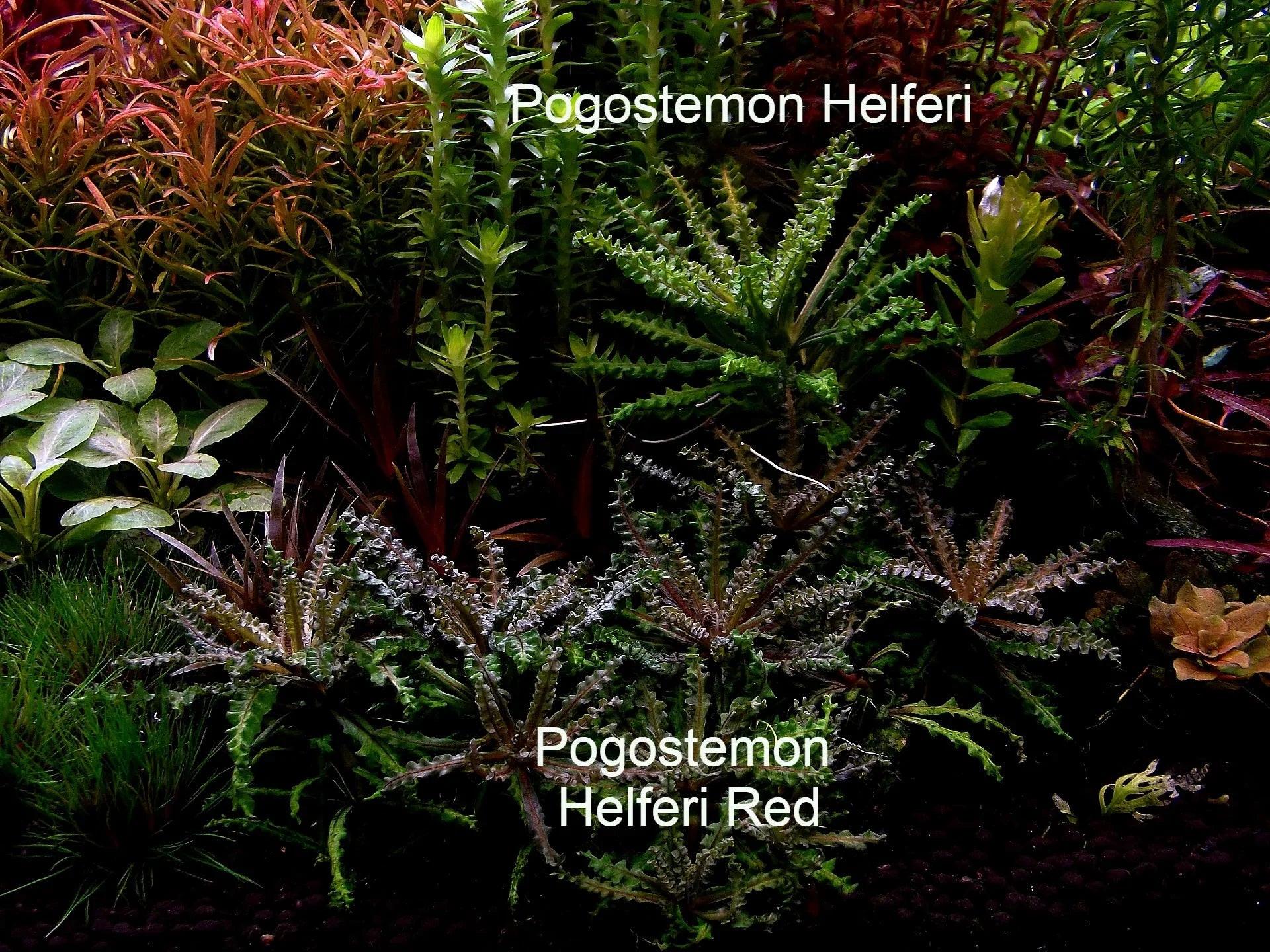 Pogostemon Helferi "Red".