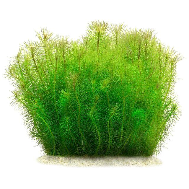 Pogostemon deccanensis ("Erectus").