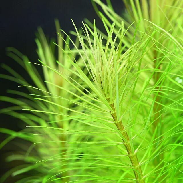 Pogostemon deccanensis ("Erectus").