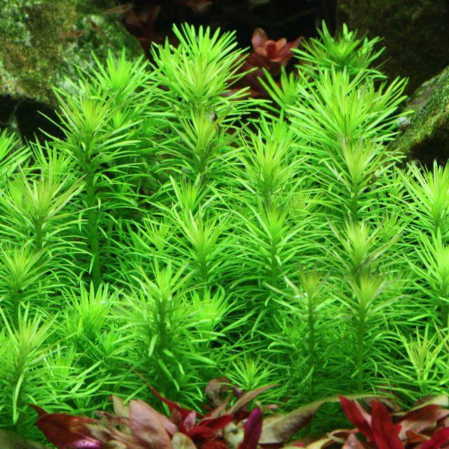Pogostemon deccanensis ("Erectus").