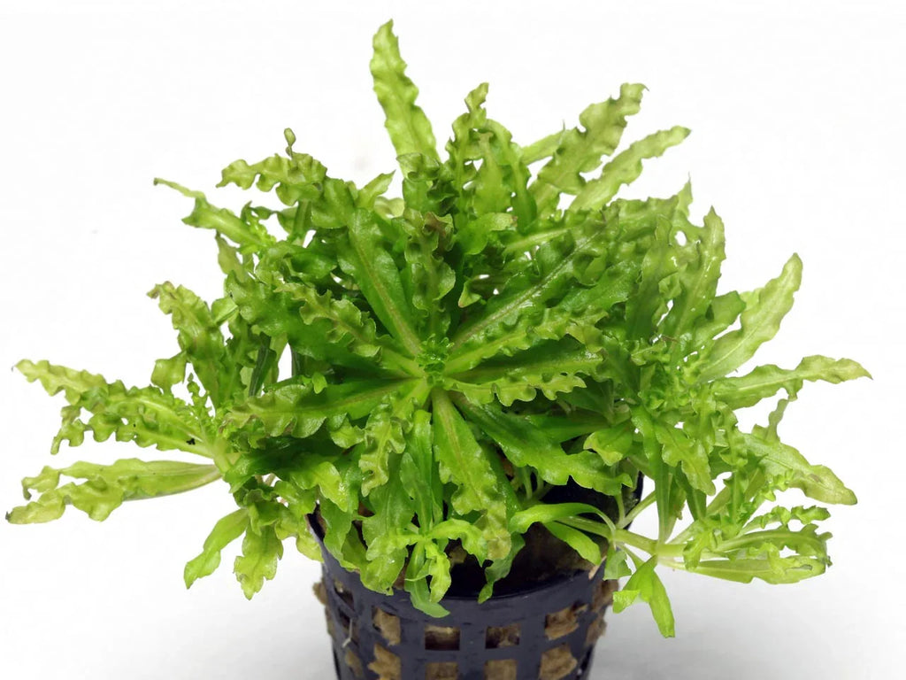 Pogostemon Helferi.
