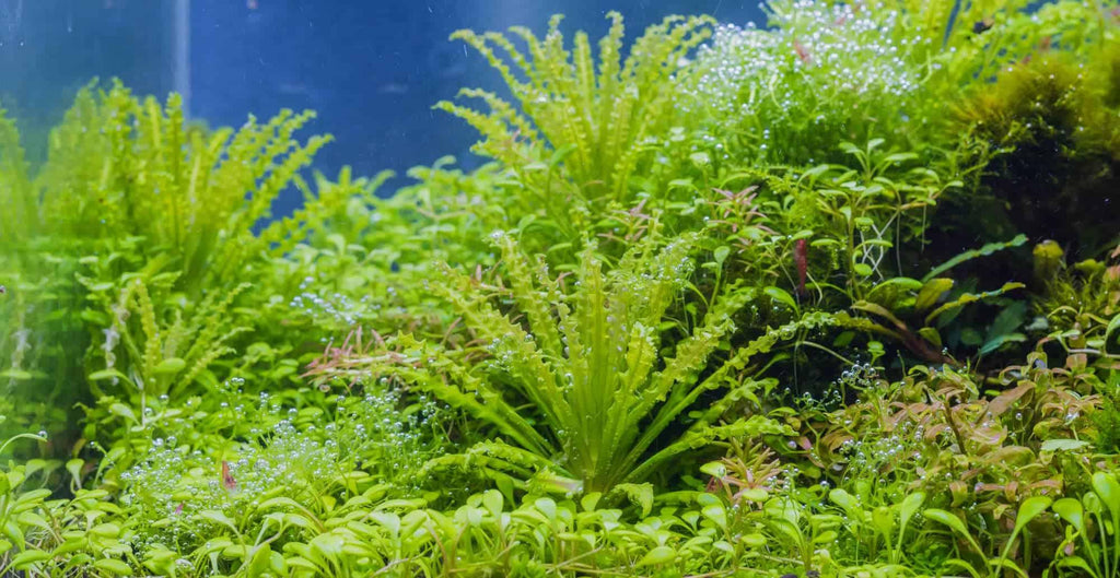 Pogostemon Helferi.