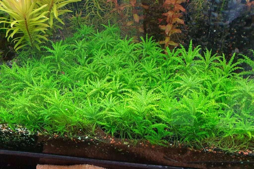 Pogostemon Helferi.
