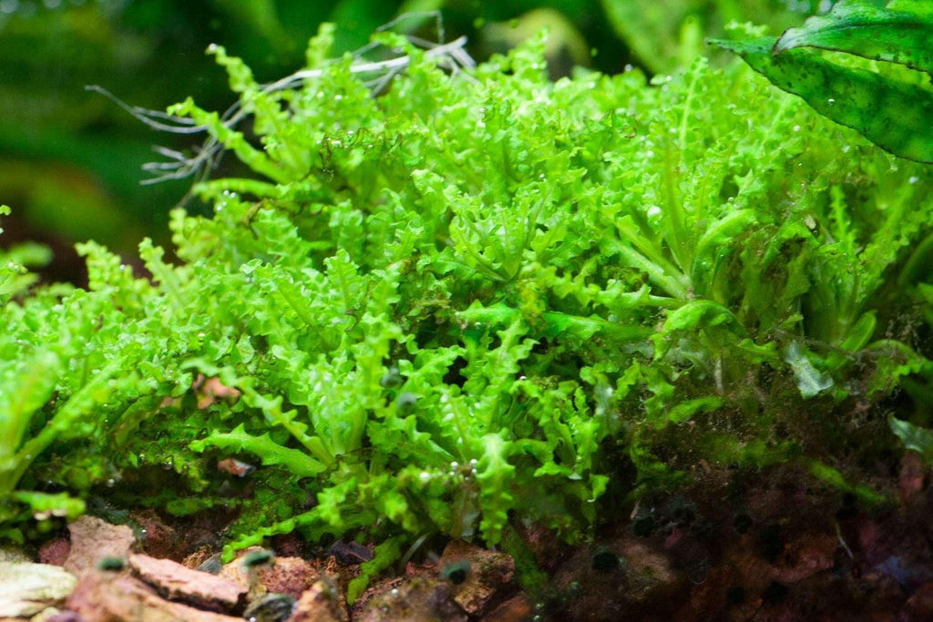 Pogostemon Helferi.