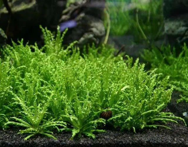 Pogostemon Helferi.