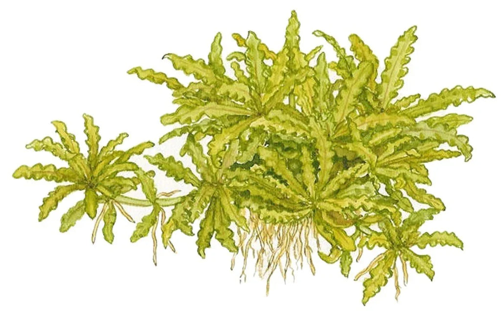 Pogostemon Helferi.