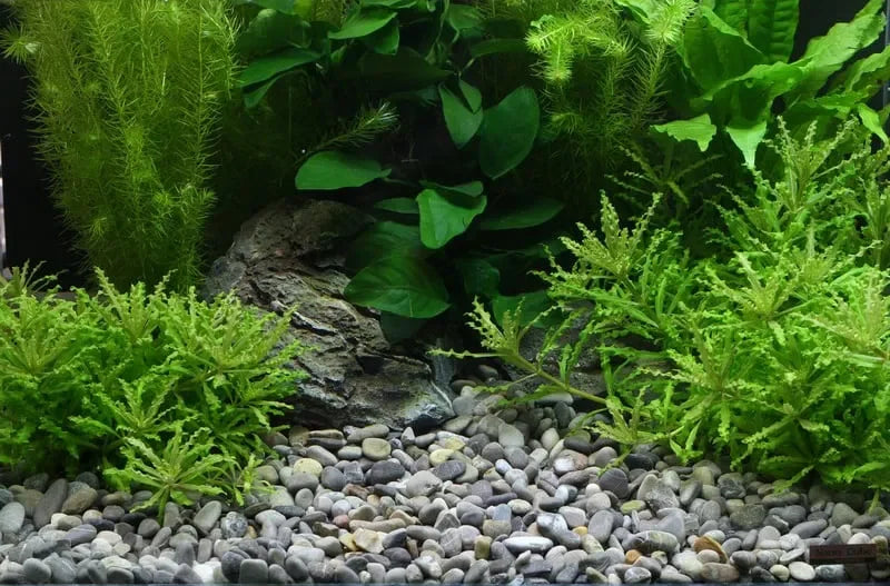 Solo Substrate Mastery: Pumice 5L (1-7mm).