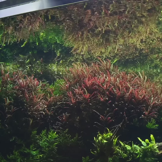 STERLING SILVER 🥈  Foundation Mentorship +1 Month Subscription+.