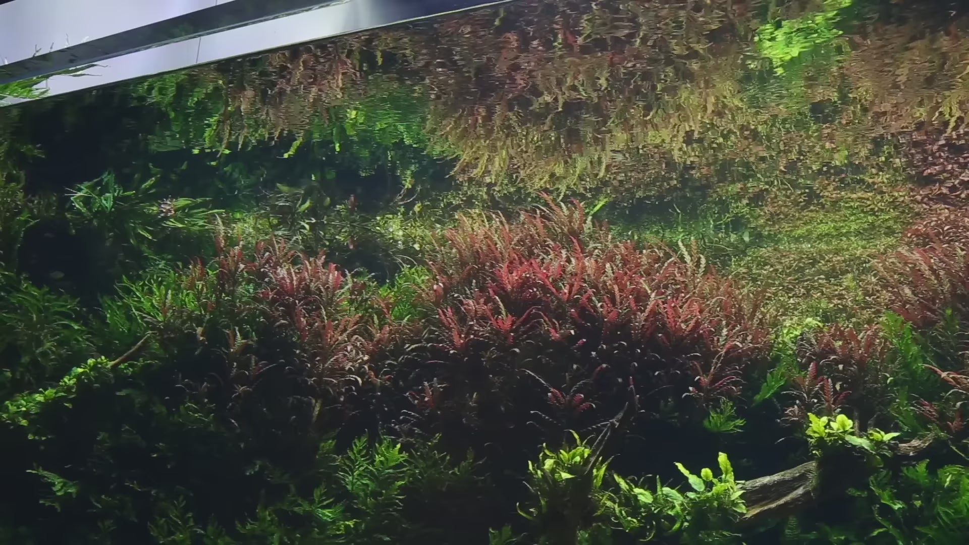 STERLING SILVER 🥈  Foundation Mentorship +1 Month Subscription+.