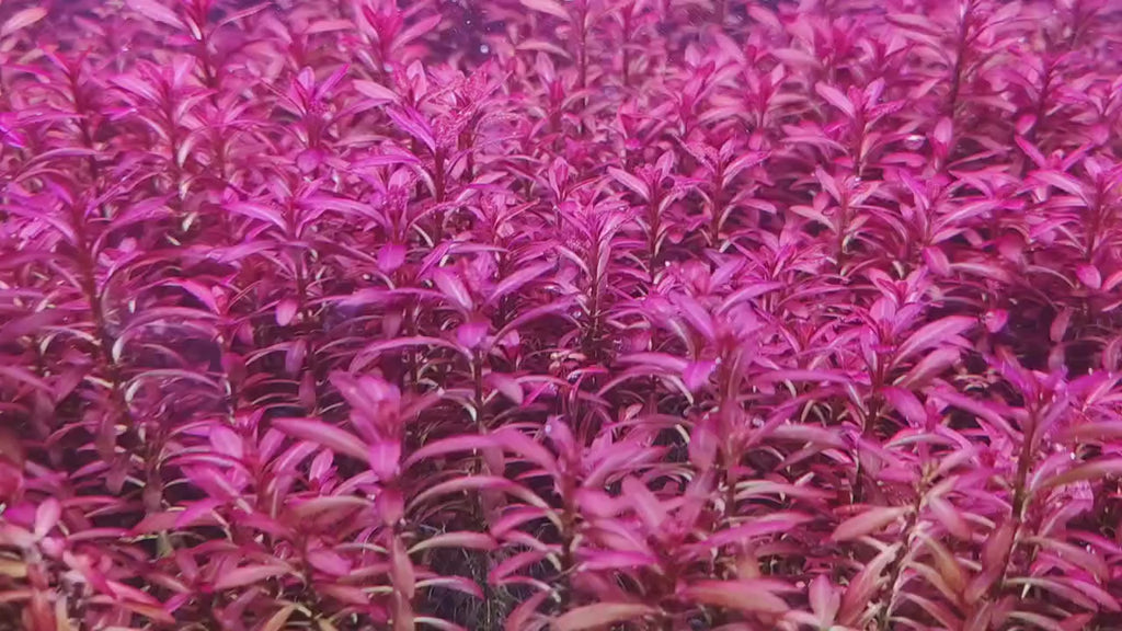 Mixed Stem Plants (5 Pack) (Common → Super Rare)