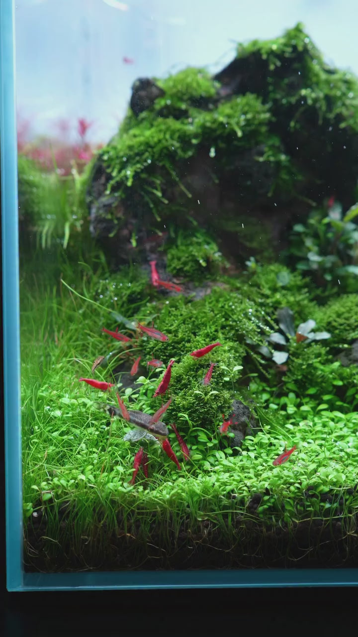 30-Minute Aquascaping/Terrarium/Paludarium Consultation, (Follow-Up or Quick 1:1 Audit).