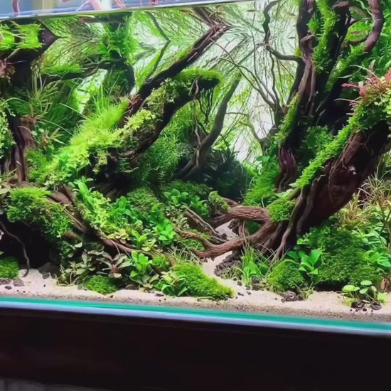 GREATER GOLD  - Foundation, Mentorship +1 Month subscription+.