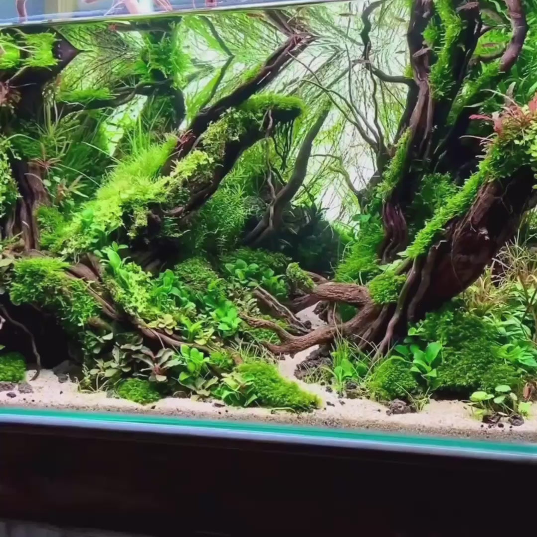 GREATER GOLD  - Foundation, Mentorship +1 Month subscription+.