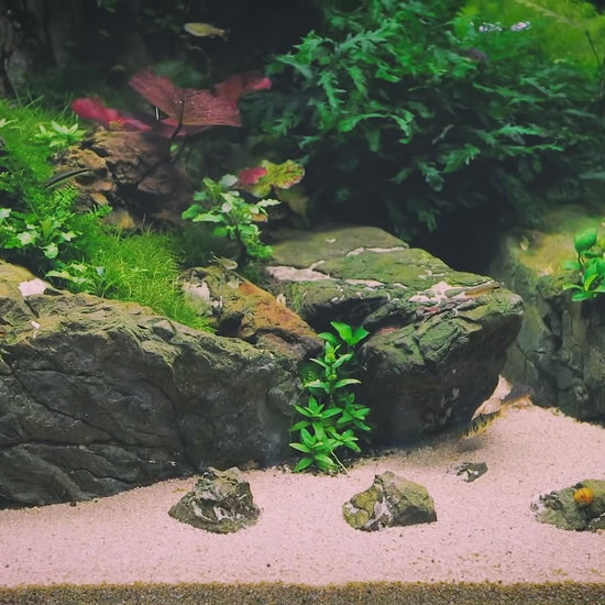 DEDICATED DIAMOND 💎 - 1:1 Mentorship, (Learn 15 years worth of knowledge, in months not years!).