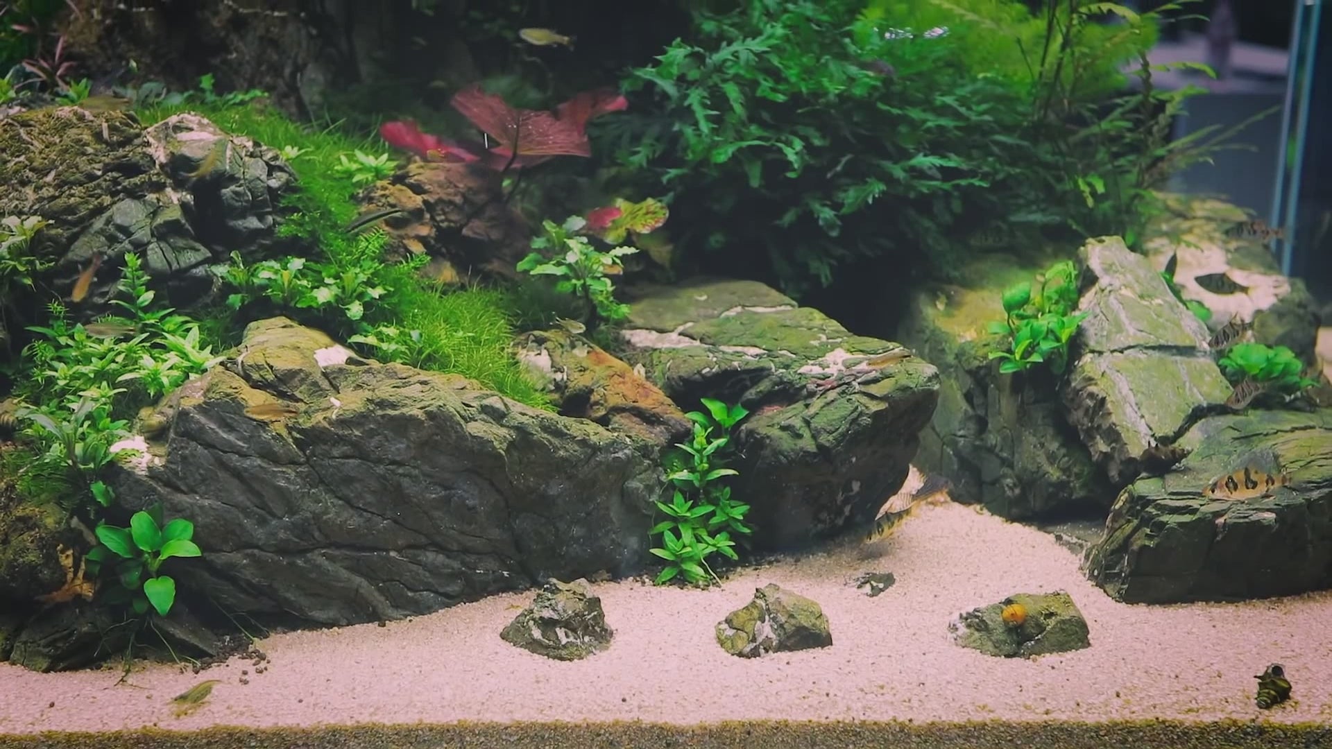 DEDICATED DIAMOND 💎 - 1:1 Mentorship, (Learn 15 years worth of knowledge, in months not years!).