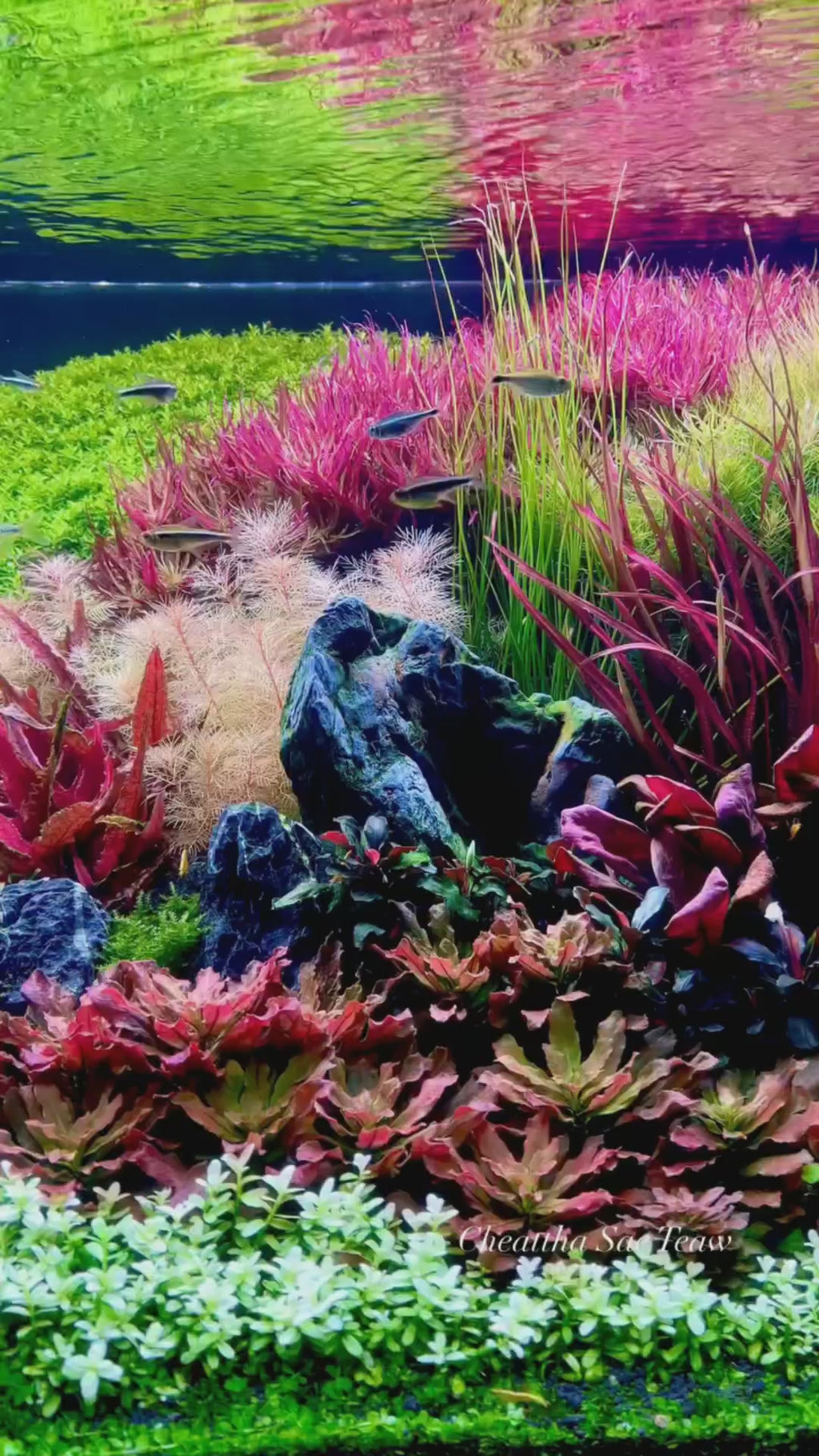 Mixed Stem Plants (5 Pack) (Common → Super Rare)