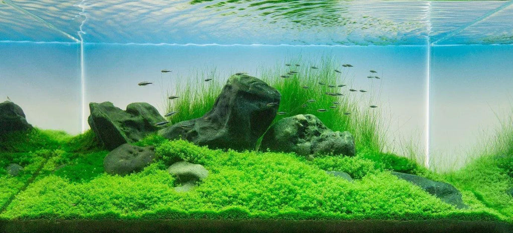 Solo Substrate Mastery: Pumice 5L (1-7mm).