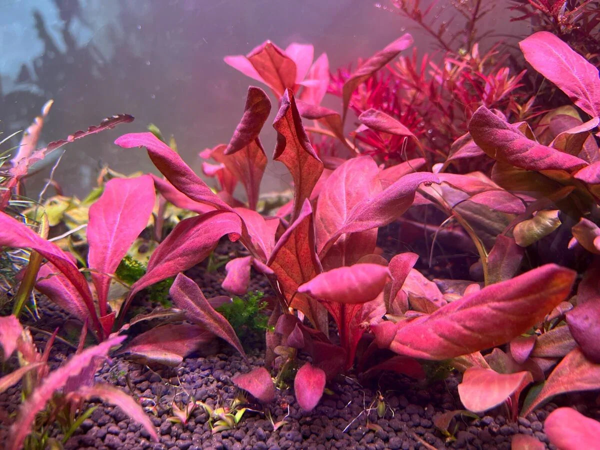 Red Water Rose - Lysimachia parvifolia (Samolus parviflorus) (Super Rare) - The Nature Gallery