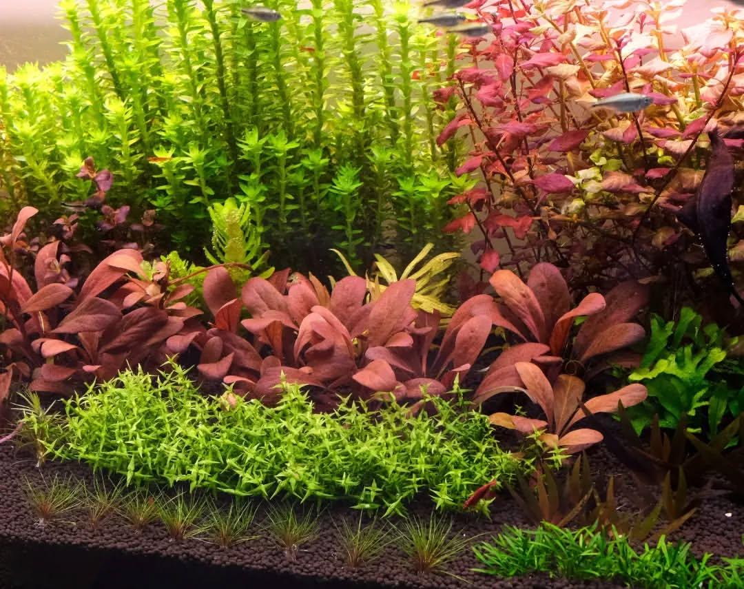 Red Water Rose - Lysimachia parvifolia (Samolus parviflorus) (Super Rare) - The Nature Gallery