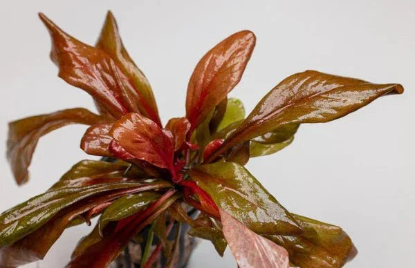 Red Water Rose - Lysimachia parvifolia (Samolus parviflorus) (Super Rare) - The Nature Gallery