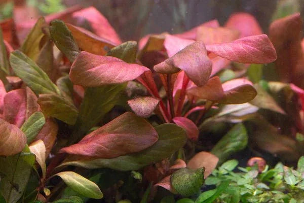 Red Water Rose - Lysimachia parvifolia (Samolus parviflorus) (Super Rare) - The Nature Gallery