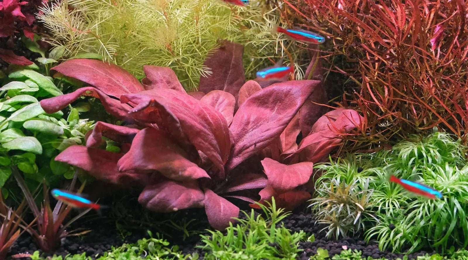 Red Water Rose - Lysimachia parvifolia (Samolus parviflorus) (Super Rare) - The Nature Gallery