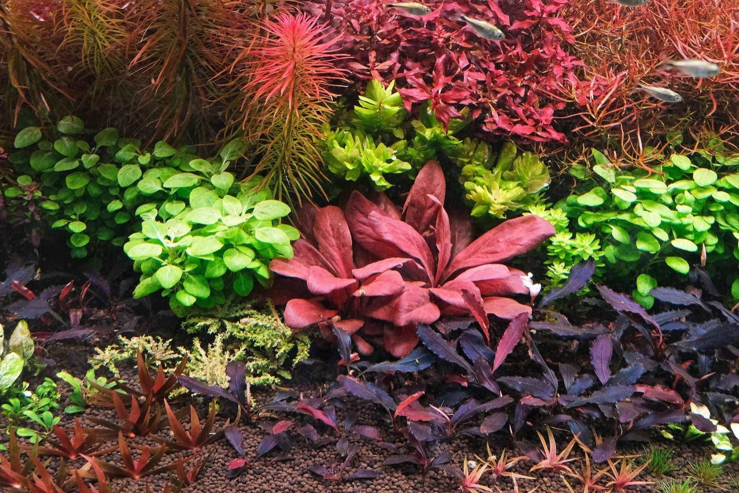 Red Water Rose - Lysimachia parvifolia (Samolus parviflorus) (Super Rare) - The Nature Gallery