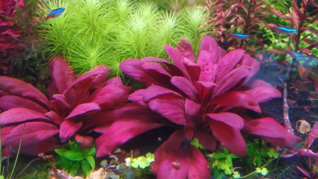 Red Water Rose - Lysimachia parvifolia (Samolus parviflorus) (Super Rare) - The Nature Gallery
