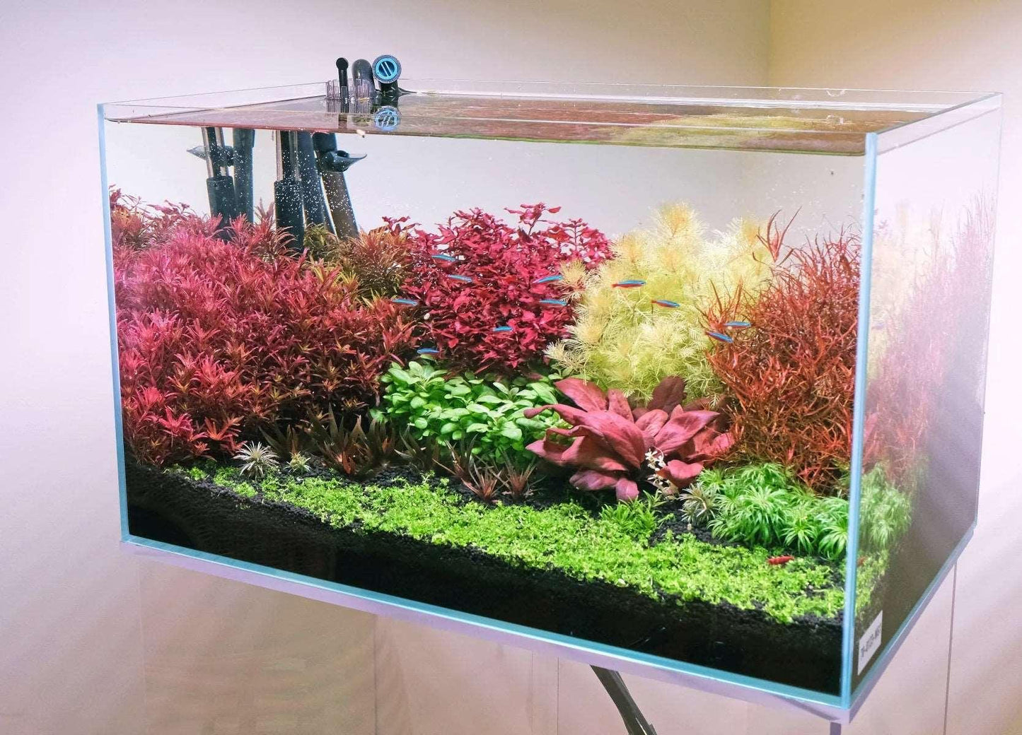 Red Water Rose - Lysimachia parvifolia (Samolus parviflorus) (Super Rare) - The Nature Gallery