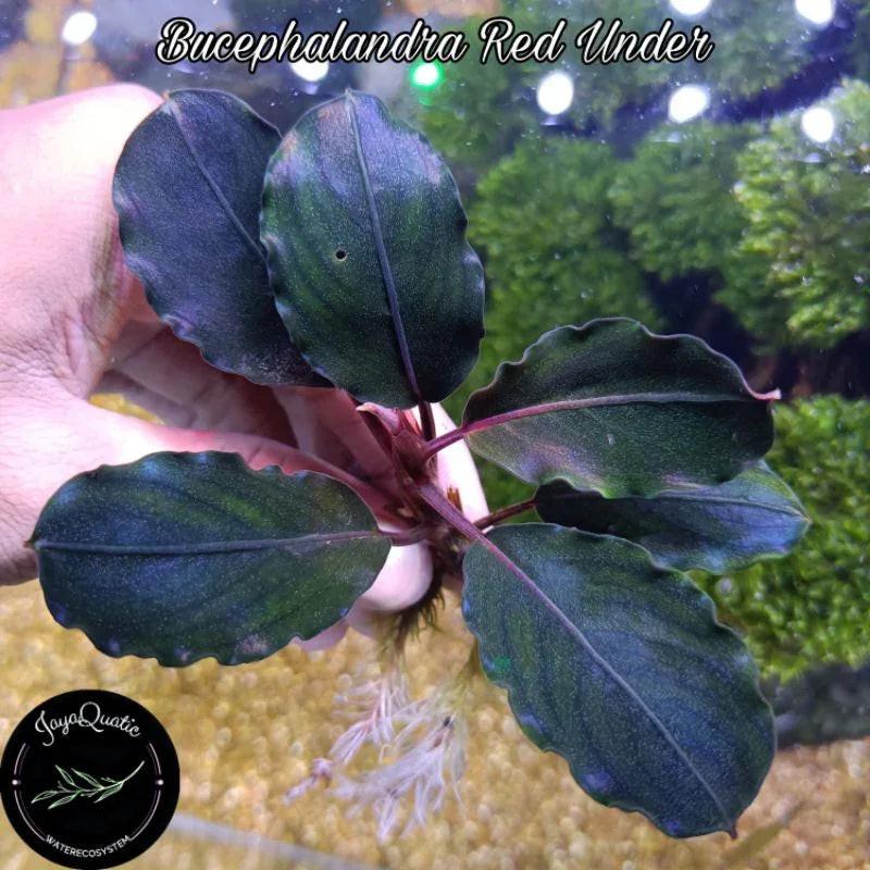 Bucephalandra Red Under (Super Rare).