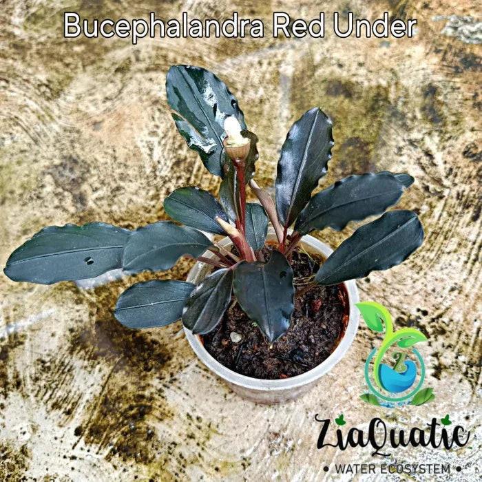 Bucephalandra Red Under (Super Rare).