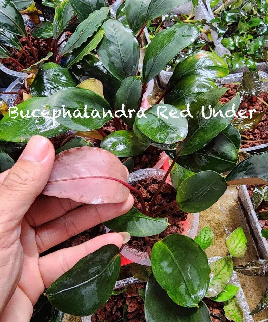 Bucephalandra Red Under (Super Rare).