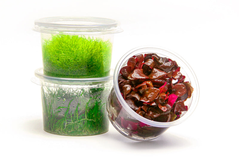 The Aquascape Box (1 Month Subscription)