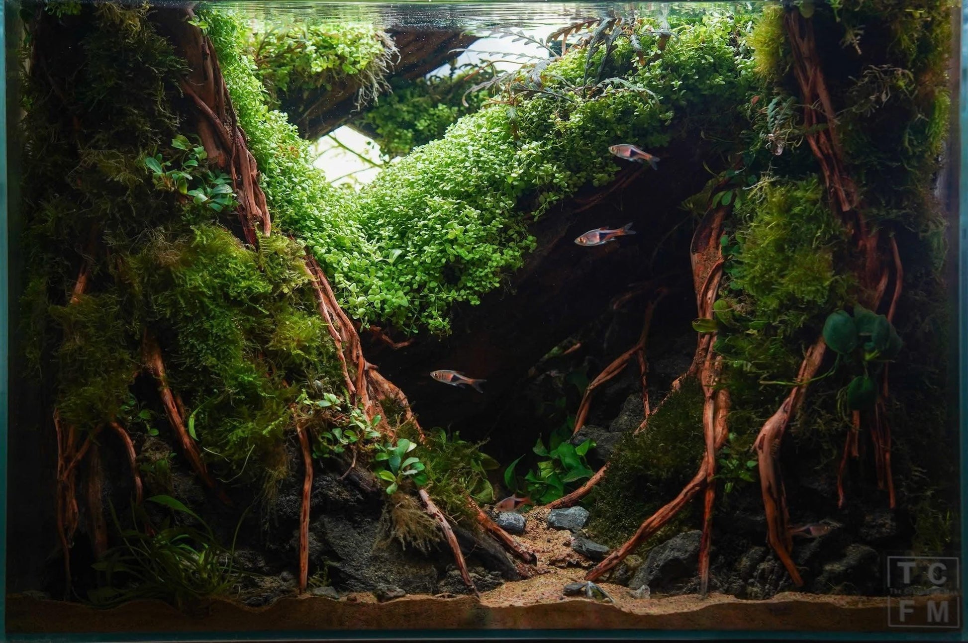 GREATER GOLD  - Foundation, Mentorship +1 Month subscription+.