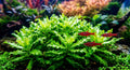 Pogostemon Helferi (Downoi | Little Star)