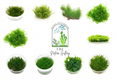 The Aquascape Box (1 Month Subscription)