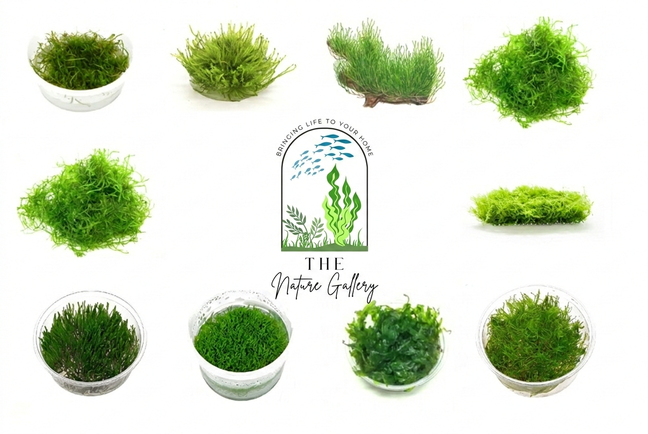 The Aquascape Box (1 Month Subscription)