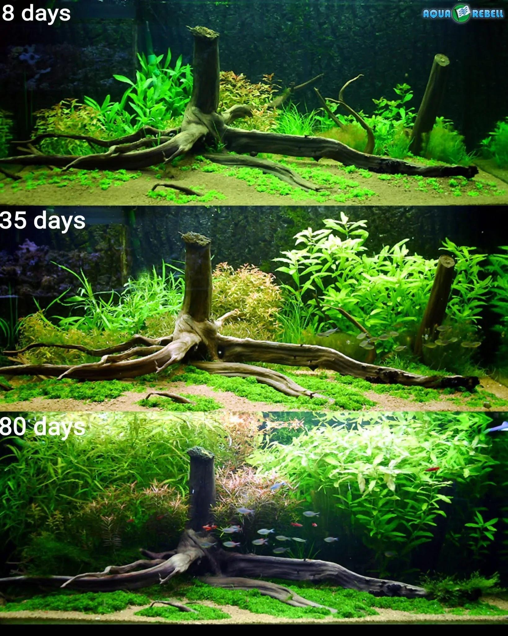 GREATER GOLD  - Foundation, Mentorship +1 Month subscription+.