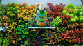 Aquarium Plant Fertiliser - All In One! (Shrimp Safe) 250mL