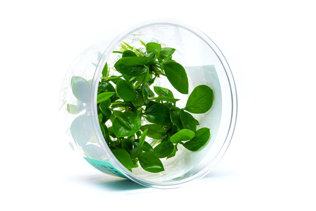 The Aquascape Box (1 Month Subscription)