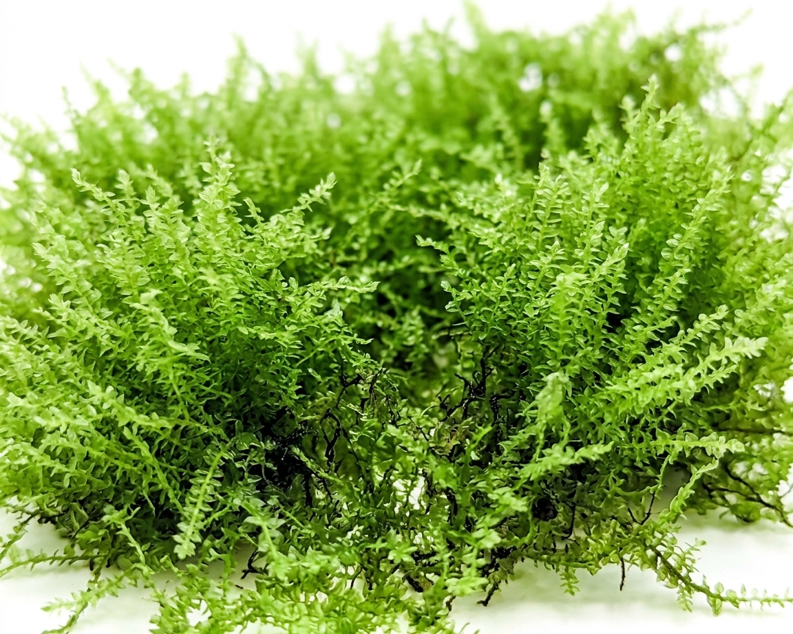Pearl moss (Plagiomnium affine) (Rare)