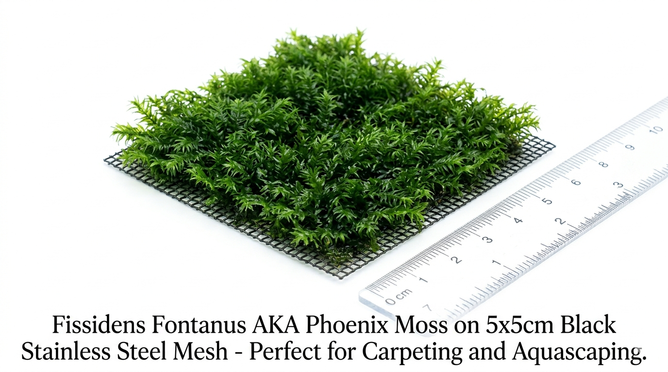 Fissidens Fontanus (On a 5x5cm Black Stainless Steel Mesh)