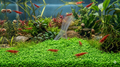Cherry Shrimp 10 Pack