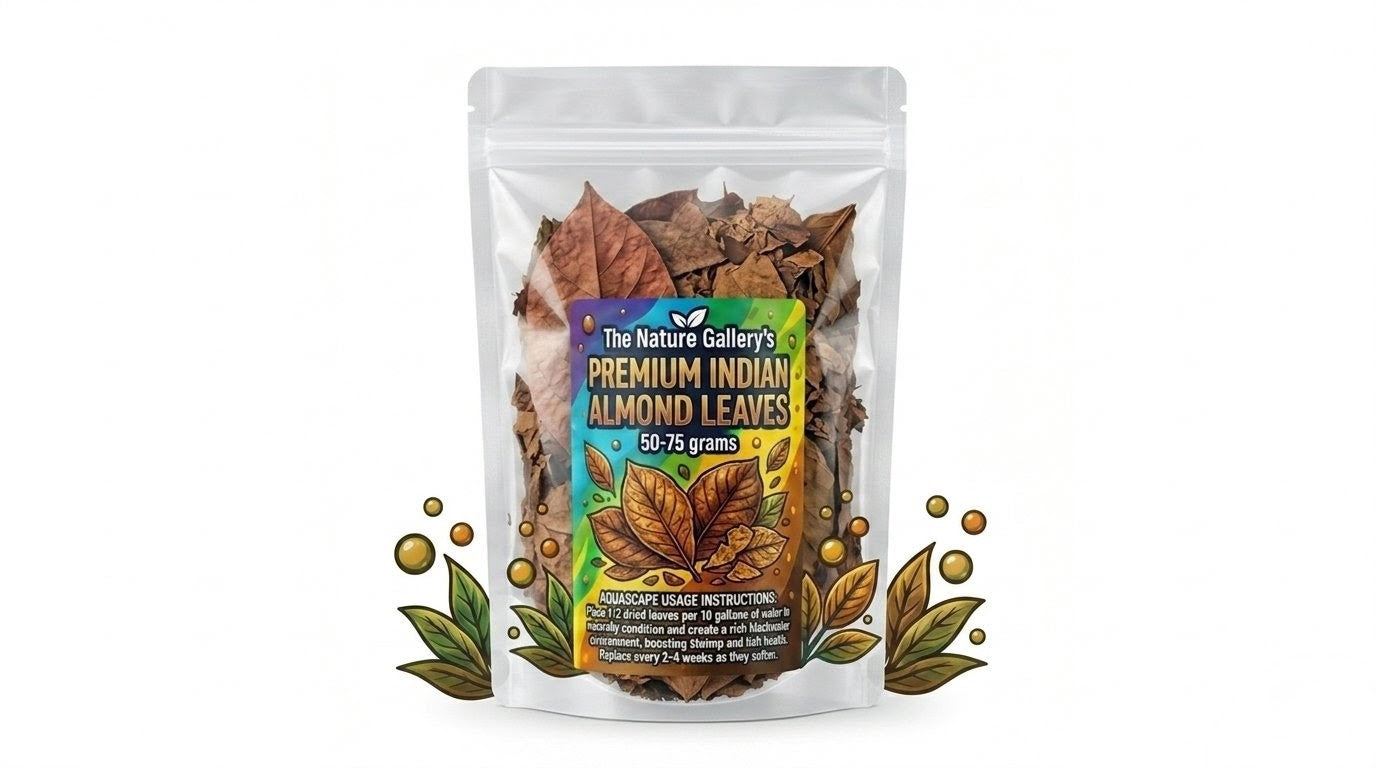 Premium Indian Almond Leaves (50-75 Grams)