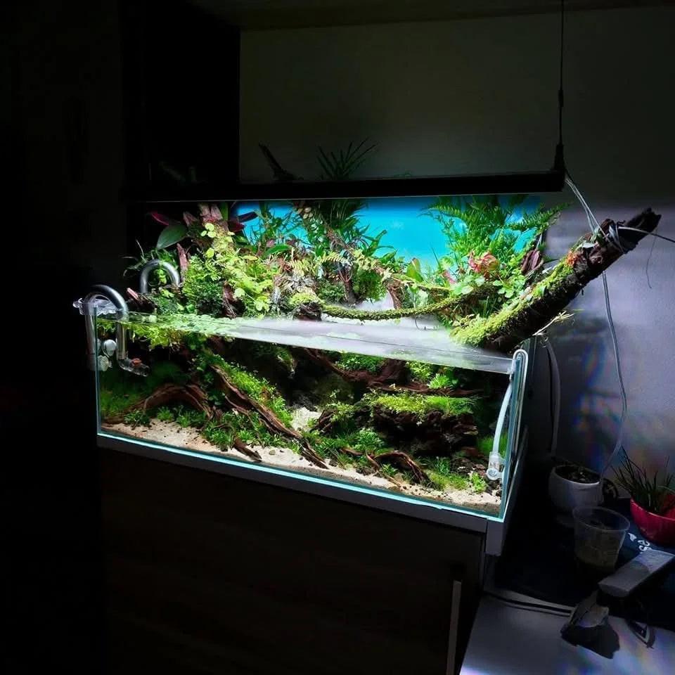 GREATER GOLD  - Foundation, Mentorship +1 Month subscription+.