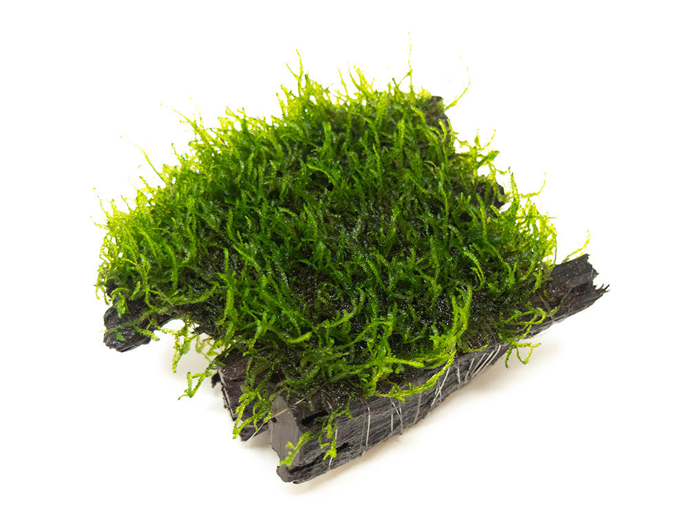 The Aquascape Box (1 Month Subscription)