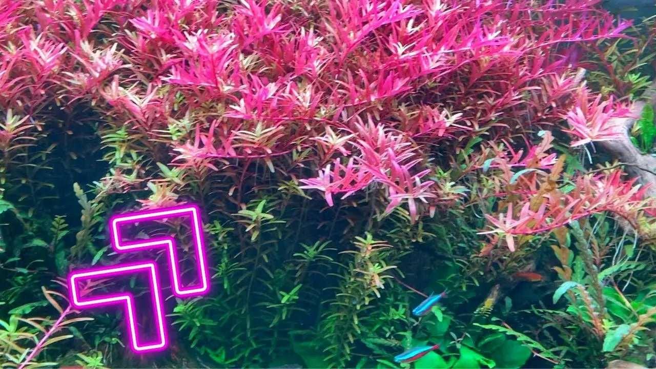 Rotala Colorata 'Pink flush' - The Nature Gallery